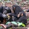 Chimpancés huérfanos pueden recuperarse de la pérdida de su madre: Estudio