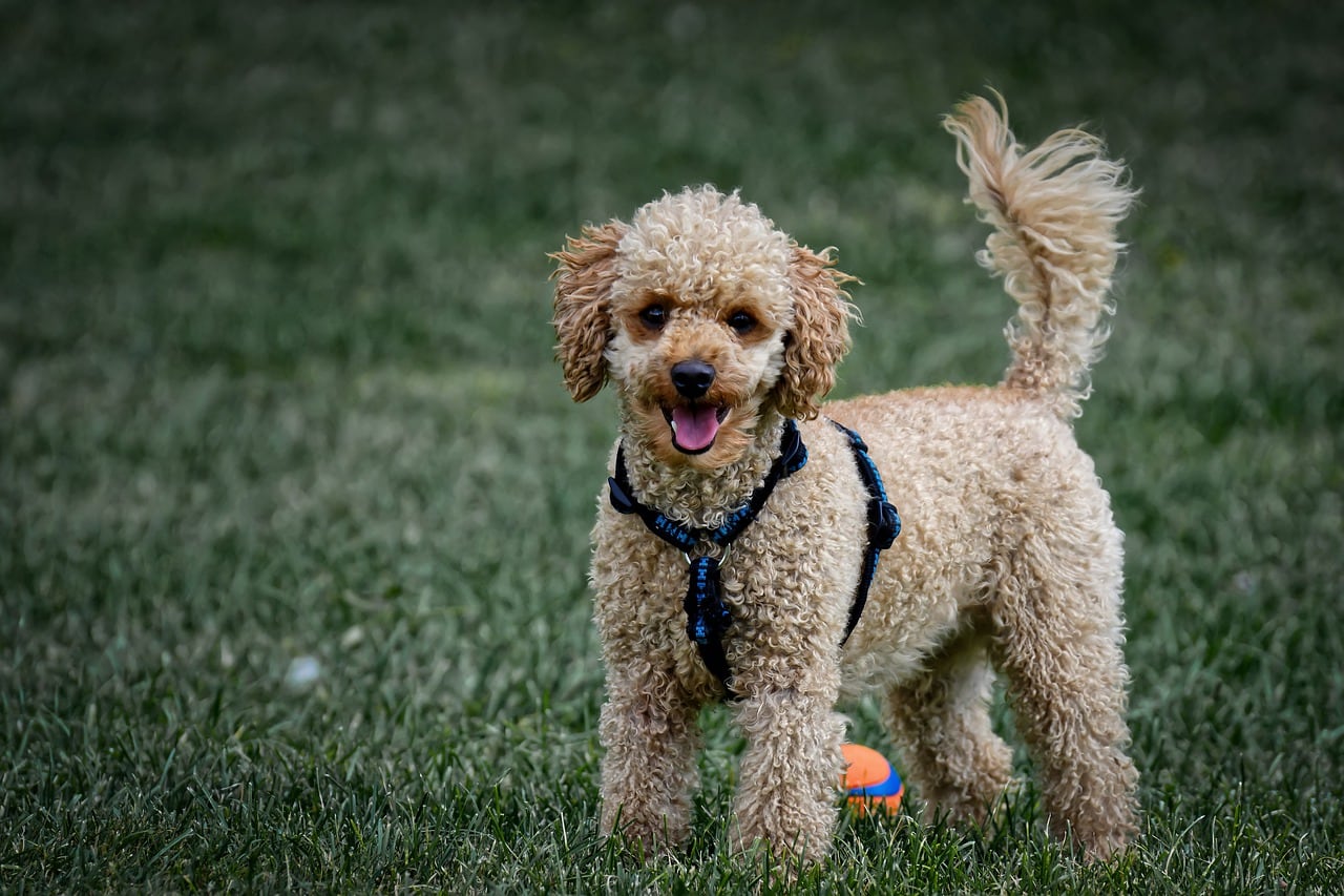 Poodle
