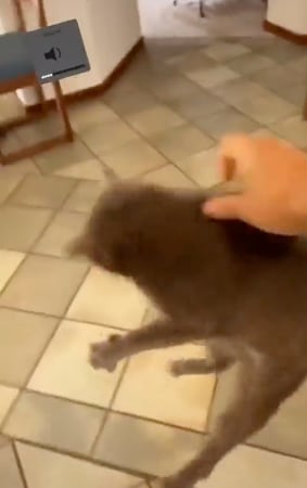 Video de Daddy Aioli, maltrato a su gato