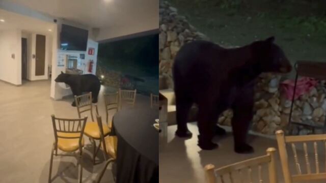 ¿Un oso negro en una fiesta en Nuevo León? Esto fue lo que pasó