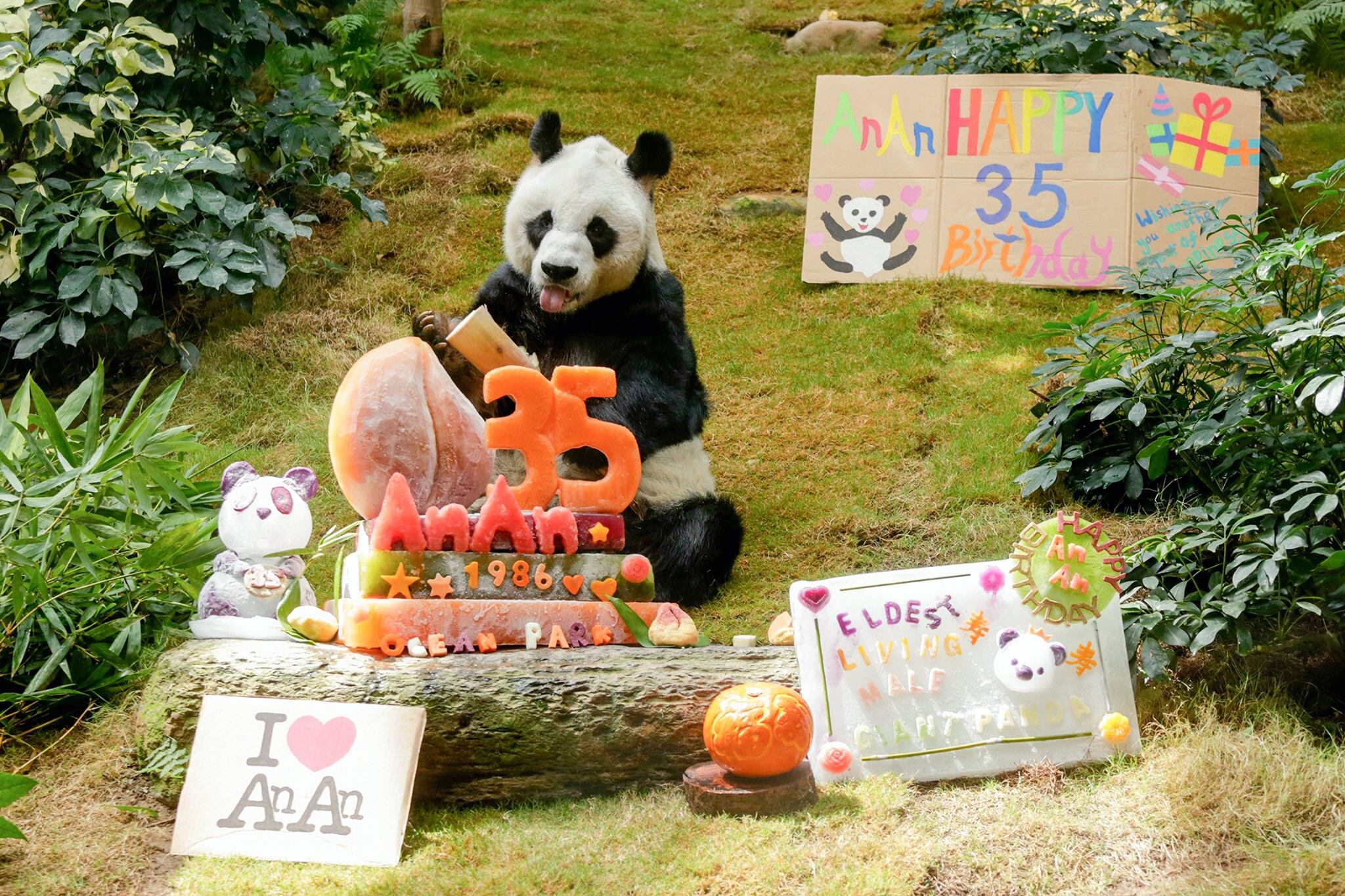 Panda An An