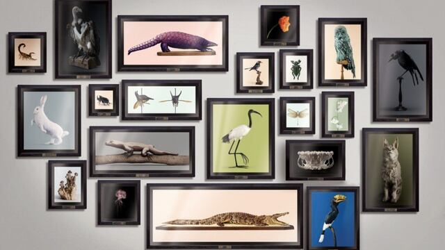 "Post Natural History", una serie de insectos y animales que podrían ser parte del futuro.