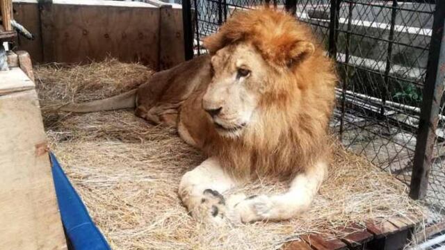 Muere el león Júpiter