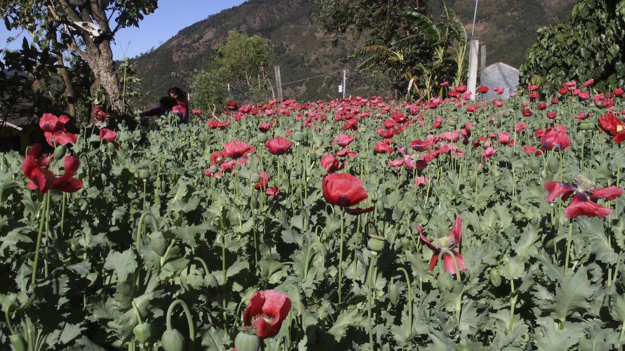 Sembradío de amapola.