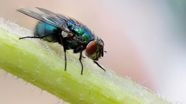 El significado de soñar con moscas