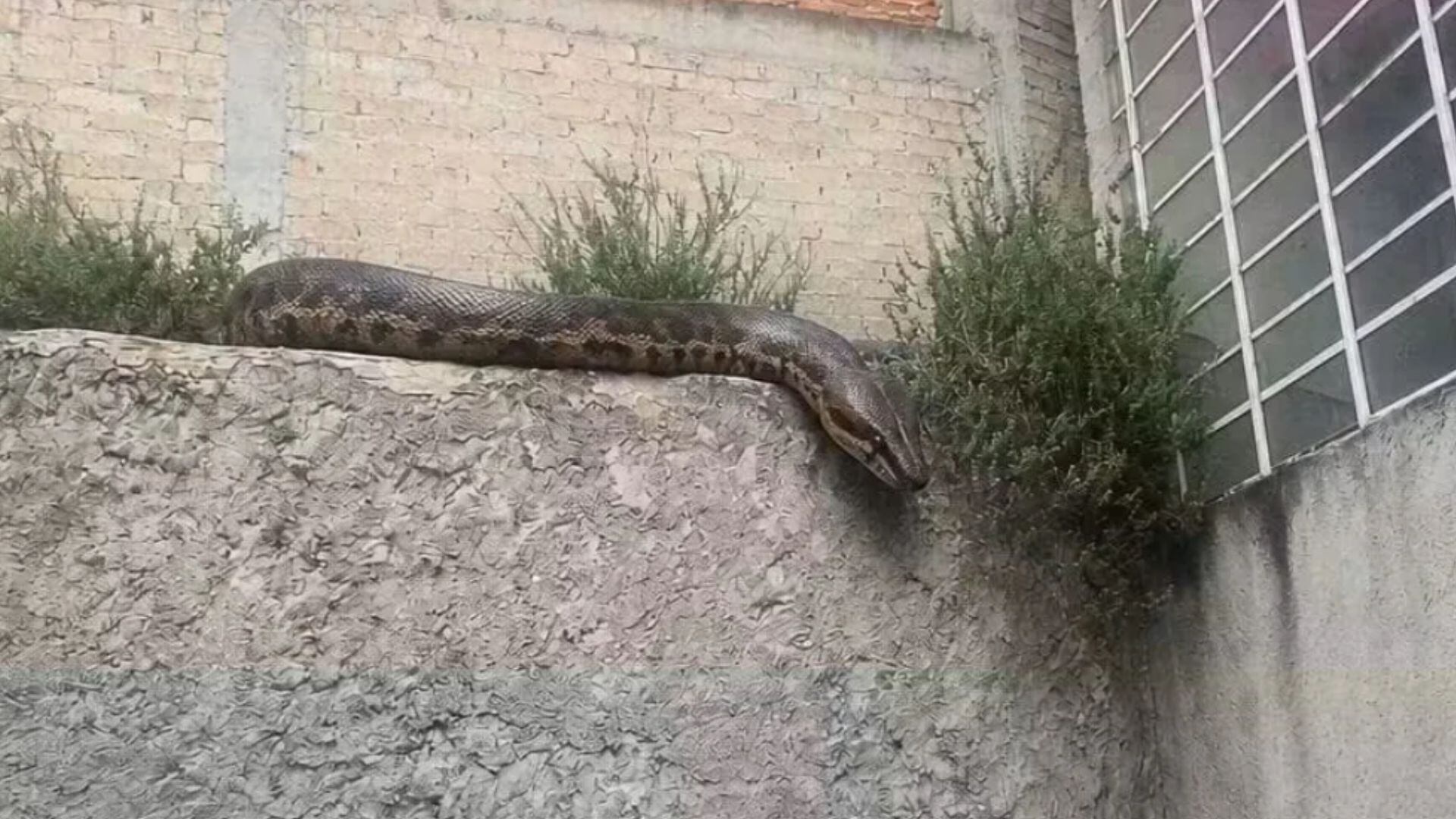 Boa en Atizapán