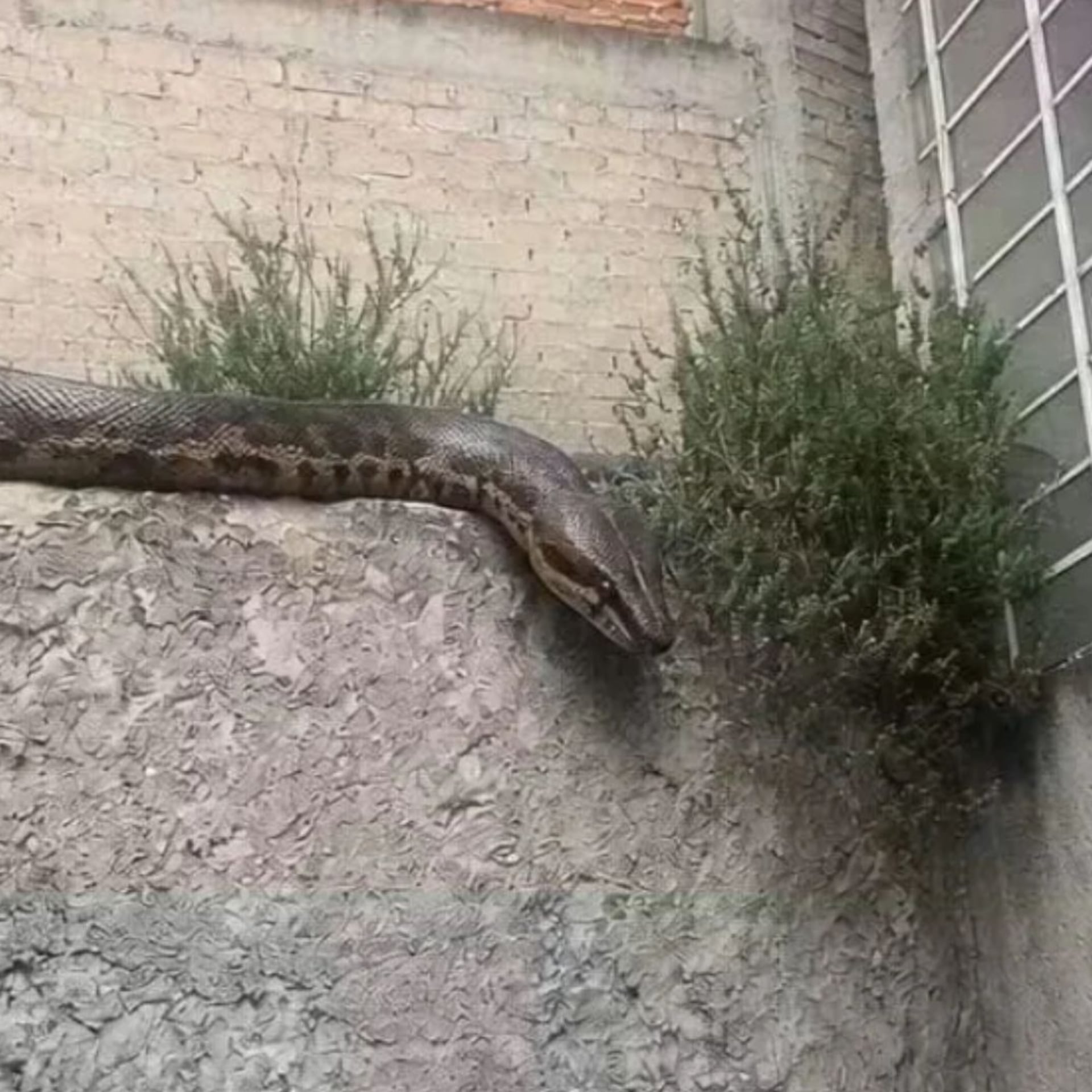 Buscan una presunta boa en Atizapán; vecinos de Lomas Lindas están en alerta