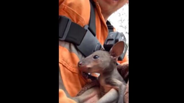 El bebé canguro intentaba protegerse cuando fue encontrado.