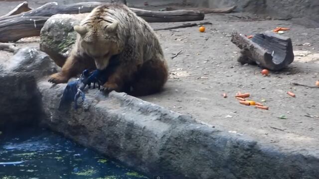 VIDEO: Oso pardo se convierte en héroe al salvar a cuervo de ahogarse