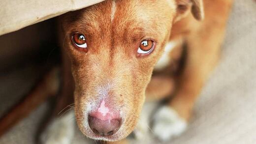 Aprendiendo a vivir. Diario de un perro