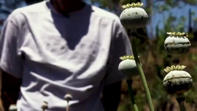 Amapolero de Guerrero