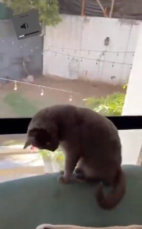 Video de Daddy Aioli, maltrato a su gato