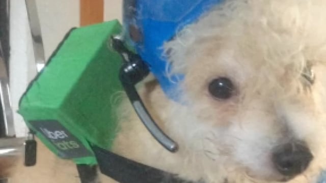 Perrito repartidor de Uber