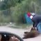 VIDEO: matan a oso que caminaba por las calles de Cumpas, Sonora; ya buscan a los responsables