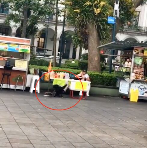 Perrito choca su patineta