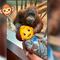 VIDEO: Orangután de zoológico hizo una solicitud inédita pero tierna a una mamá
