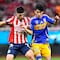 Chivas vs Tigres en vivo: El Rebaño Sagrado dejar ir la victoria ante los Felinos