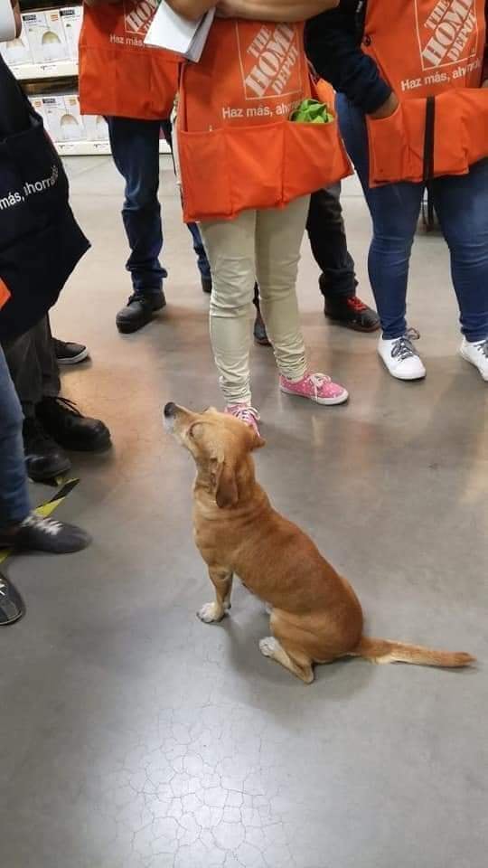 Perrito adoptado por Home Depot