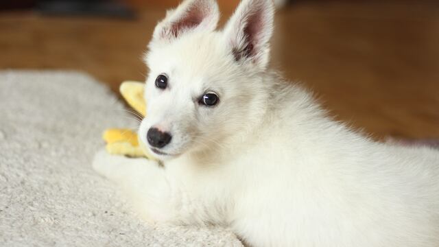 Matan a Peluche, un perro de la CDMX; fue asesinado a balazos por un ex policía de la SSC