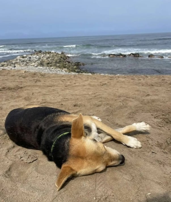 Perrito espera a su dueño frente al mar