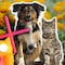 ¿Las flores de cempasúchil son tóxicas para las mascotas? Cuida bien a perros y gatos en casa