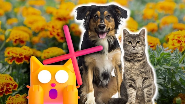 Las flores de cempasúchil pueden ser tóxicas para perros y gatos