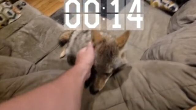 Hombre acaricia a asustadizo coyote que huía de otros