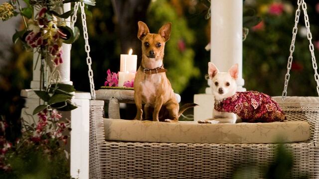 Escena 'Una chihuahua de Beverly Hills'