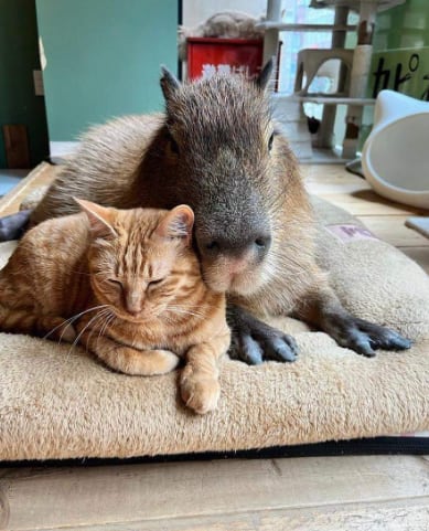 Cafetería de Tokio llena de capibaras y gatos