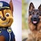 ¿Cómo son los pastores alemanes? 7 características de la raza de Chase, cachorro de Paw Patrol