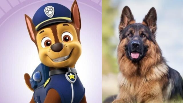 7 Características de los pastores alemanes, la raza de Chase de Paw Patrol.