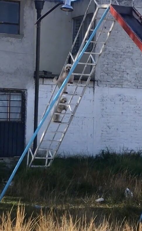 Perritos jugando en el parque