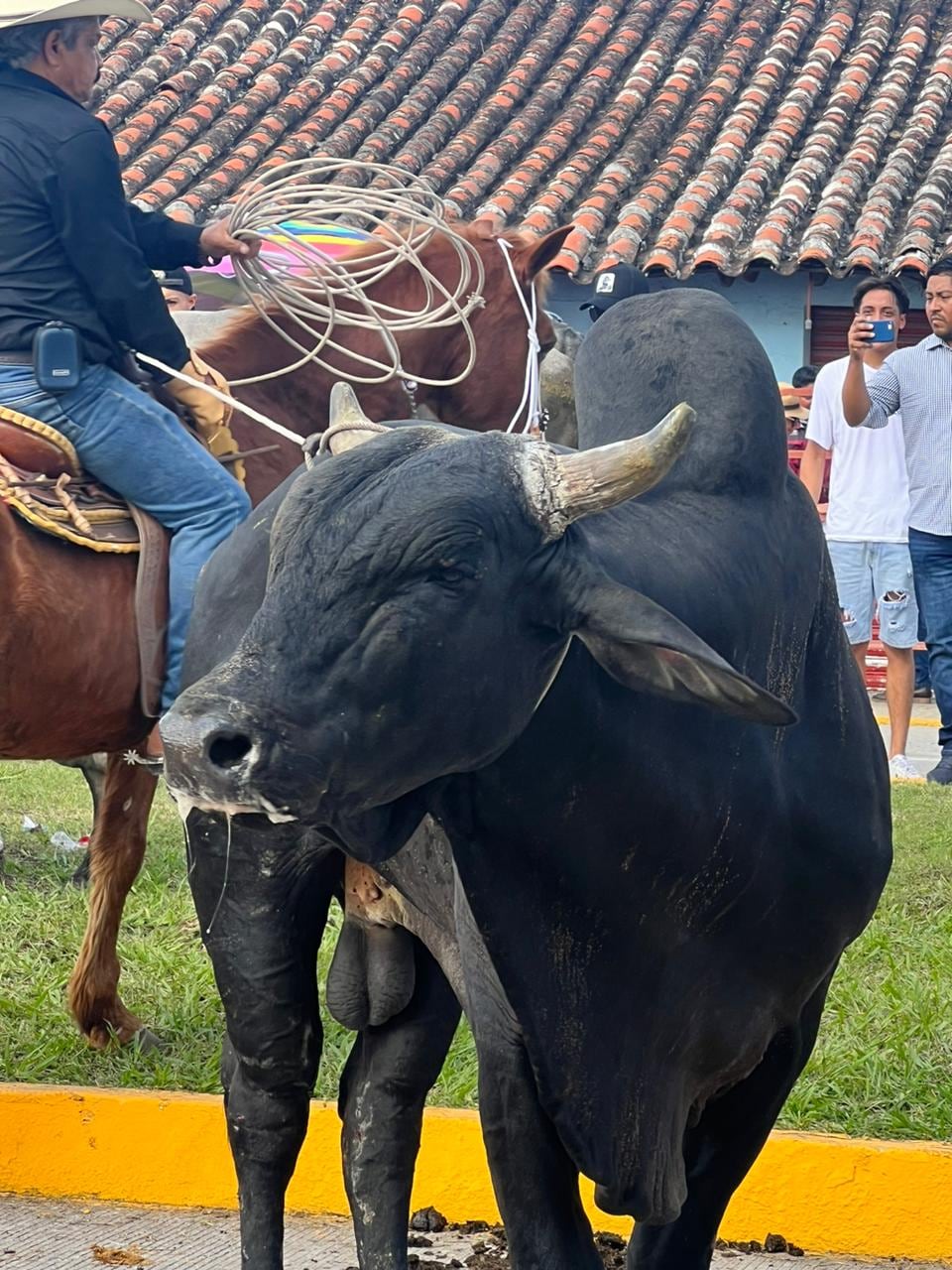 Sueltan toros en embalse de Tlacotalpan, Veracruz; acusan maltrato