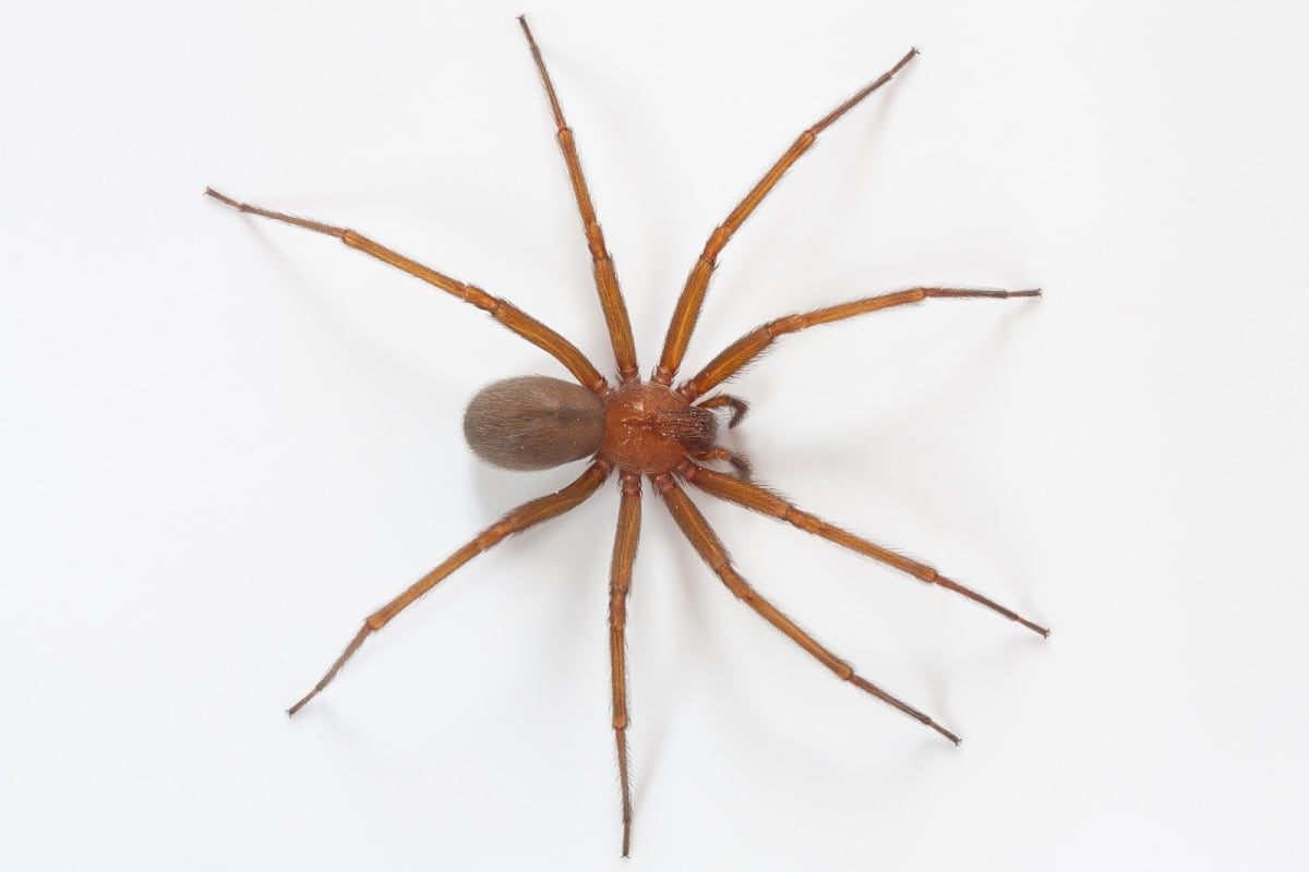 Araña violinista o araña de rincón