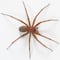 ¿Dónde se esconde la araña violinista? Ten cuidado en estas zonas de tu casa