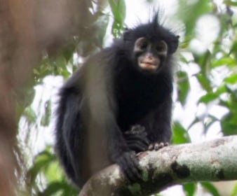 Encuentran mono con 'máscara' en selva del Congo