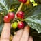 Productores de Café en Hidalgo preparan ruta turística sensorial
