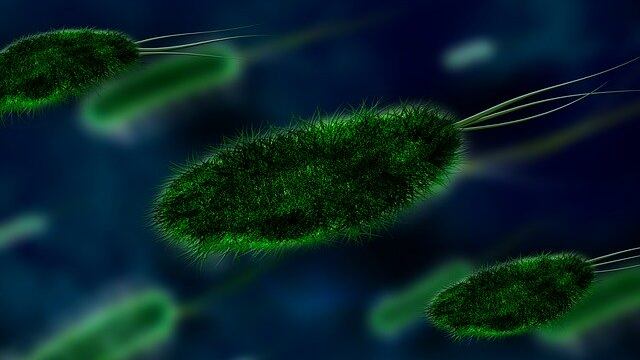 Bacteria