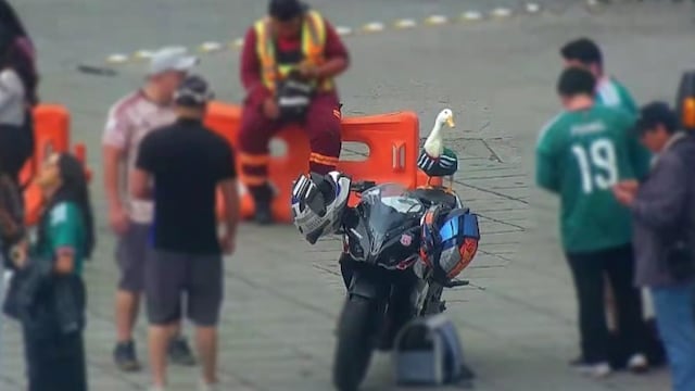 Pato Merlín es visto en Paseo de la Reforma previo al México vs Corea del Sur