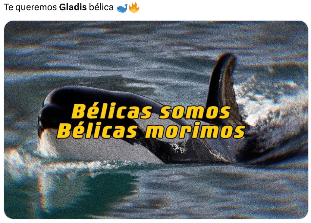 Memes de Gladis, la orca asesina