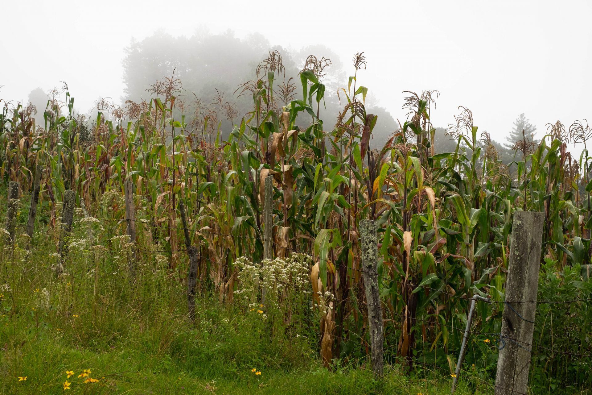 Cosecha de maíz en la región de Los Altos de Chiapas