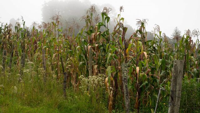 Cosecha de maíz en la región de Los Altos de Chiapas