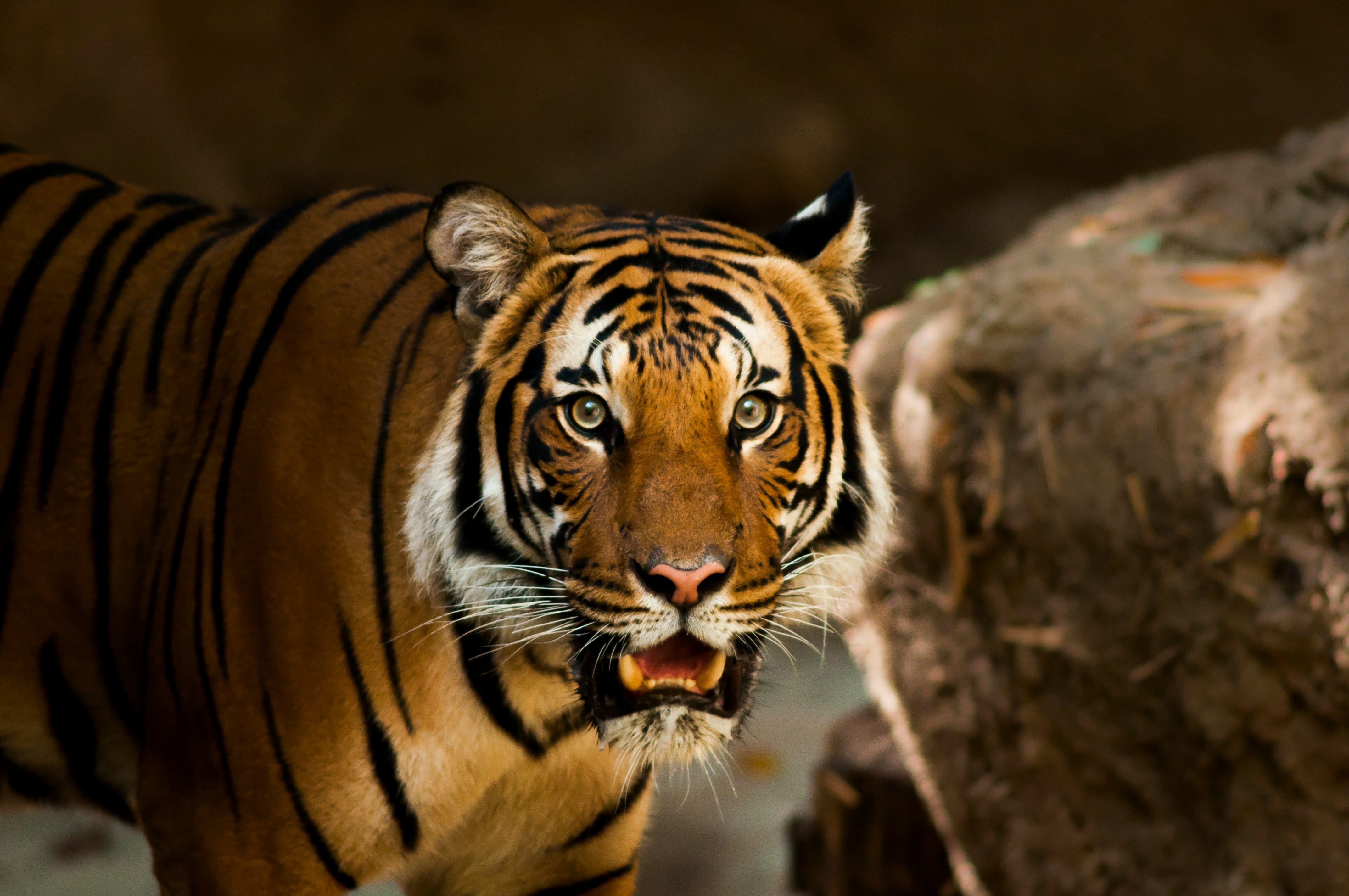 Este 29 de julio es el Día Internacional del Tigre