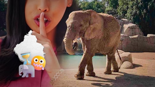 CDMX ordena reservar por tres años información sobre la elefanta Ely