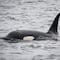 VIDEO: Orcas salvajes juegan amorosamente con un nadador
