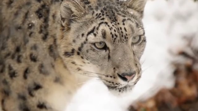 Leopardo de la Nieve