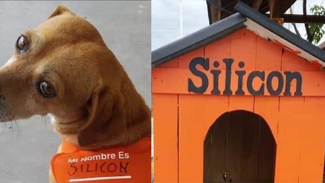 Perrito 'Silicón