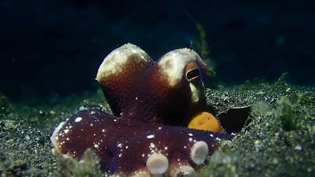 Pulpo de coco