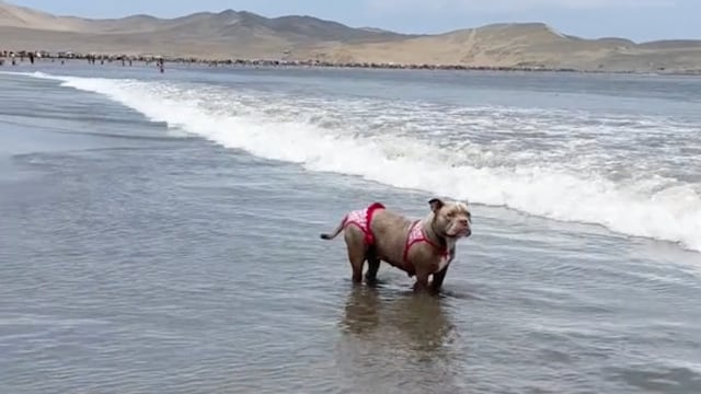 VIDEO: Esta perrita ya conquistó TikTok con su bikini