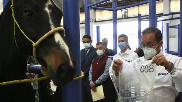 Birmex produce suero de anticuerpos de caballo para tratar Covid-19